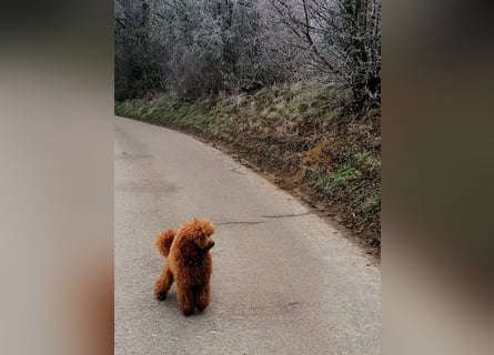 Kleinpudel Zwergpudel in rot red, vererbt auch tan bzw. loh
