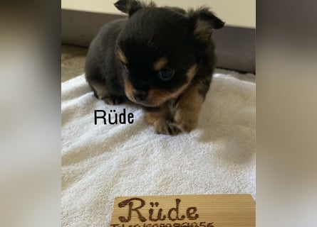Chihuahua Welpen ab 22.08 abzugeben