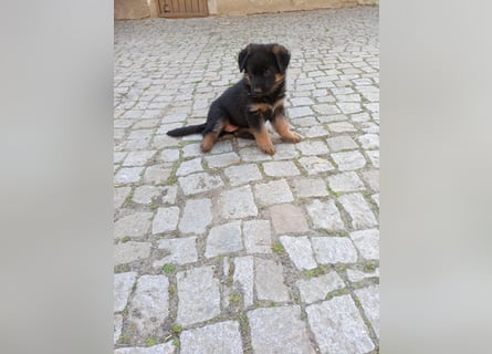 Schäferhund-Mischlingswelpen