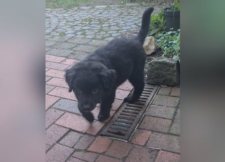 Auszug..Aussiedor F1 Familien und Therapiehund Labrador x Australien Shepherd