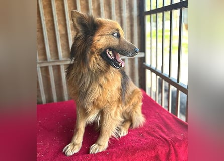 ❤️ superlieber ALFI - 1,5 Jahre, 46cm/16kg - Mischling