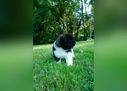 Amerikanische Akita