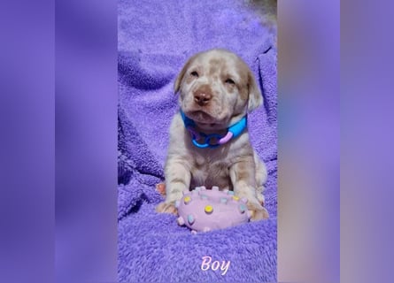 Labrador Aussiedor Welpen  in silber und silber merle aus liebevoller Zucht