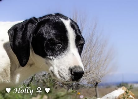 Holly, Hank und Herbie suchen ab sofort ein Zuhause