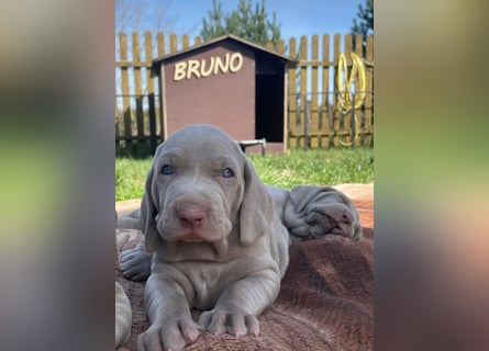 zuckersüße Weimaranerwelpen