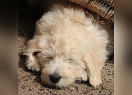 Abgabebereite Goldendoodle & Labradoodle Labrador+Golden+Retriever+Pudel Welpen