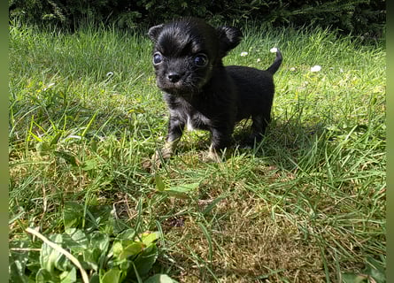 Chihuahua Welpen mit Ahnentafel