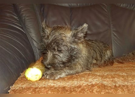 Cairn-Terrier-Welpen von-der-Iburg bietet sehr schönen Rüden