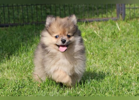 Zwergspitz Pomeranian Welpen in verschiedenen Farben mit Papieren