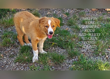 Border Collie-Welpen , black-,red-white und red-merle