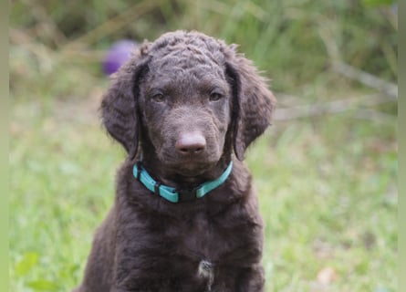 Curly Coated Retriever – braune Rüden (8 Wochen) aus dem Zwinger Cornrow