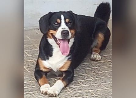 Entlebucher Sennenhund-Welpen "vom Zwergenstübchen" mit Ahnentafel