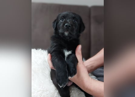 Wunderschöne Labrador-Mix Welpen