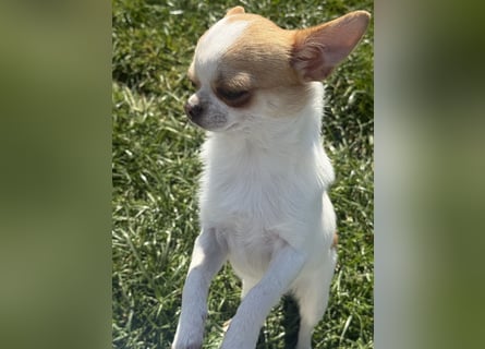 Chihuahua Rüde 9 Monate alt mit Ahnentafel