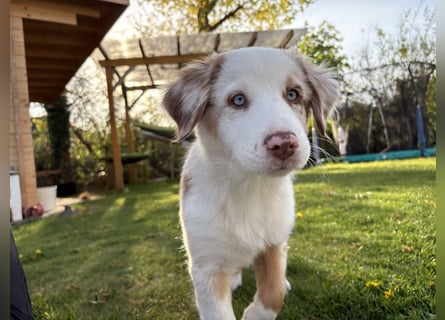 Australian Shepherd Welpin klein kurzhaar blaue Augen