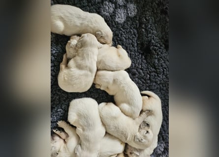 Golden Retriever Welpen aus verantwortungsvoller Zucht