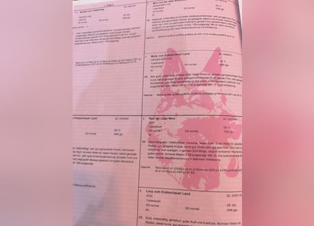 Deutsche Schäfer Hunde Welpen Rassen Hunde