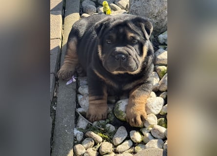 Bullpeiwelpen, Mischling aus englischer Bulldogge und Sharpei/Shar-Pei