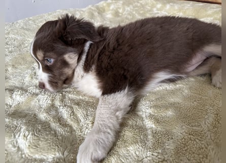 1 kleine Australian Shepherd Hündin( Welpe) braun/redtri (Minimix/Reinrassig)+ Gesundheitszeugnis