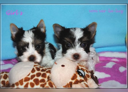 Yorkshire Terrier Mädchen- schoko-weiss-gold