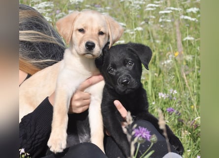 Wunderschöne Labrador Welpen sind noch frei!