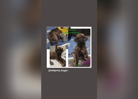 Deutsche Doggen Welpen US Linie Sonderfarben