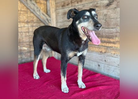 JANOSCH - traurige Geschichte - 13 Jahre, 45cm/15kg - Mischling