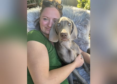Weimaraner-Mix Welpen aus liebevoller Verpaarung – 12 kleine Wunder suchen ihr Zuhause