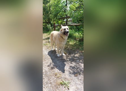 Fee: anhängliche Schönheit