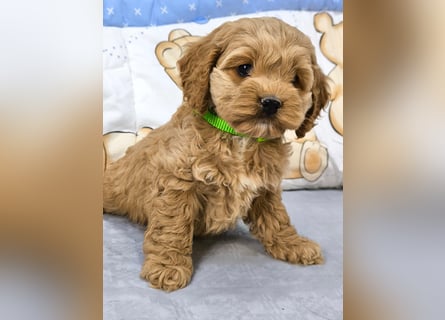 Schöne Cockapoo-Welpen