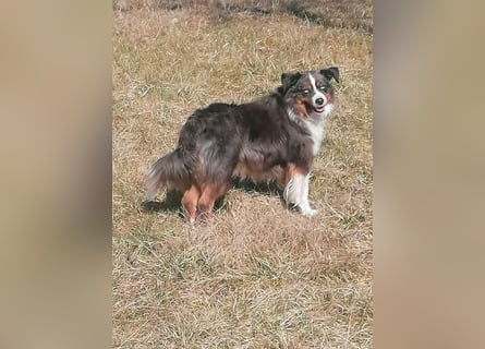 Traumhafte Mini Aussie Welpen,alle Farben, aus seriös. Zucht!
