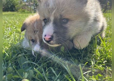 Akita Inu Welpen