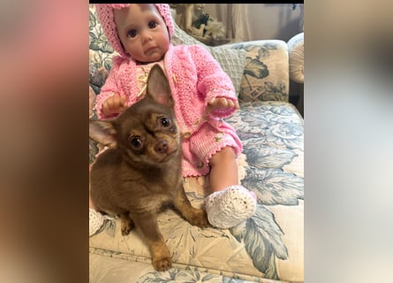 Chihuahua Welpen