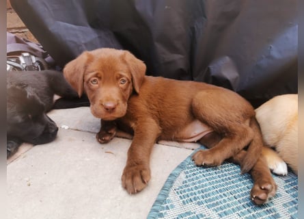 Reinrassige Labradorwelpen