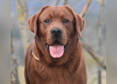 Typvolle Labrador Welpen in Foxred/Dark Foxred aus einer Top Verpaarung
