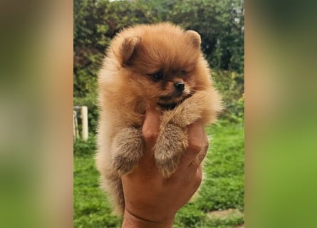 Pomeranian Boo Zwergspitz