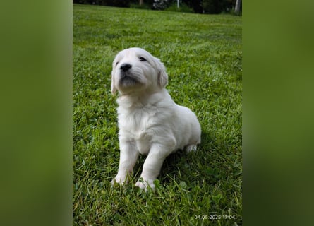 Golden Retriever Welpen 