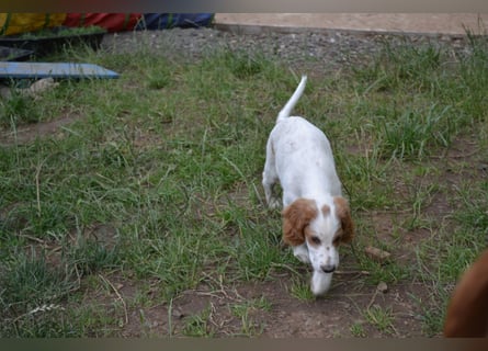 Arwen – Irish Red and White Setter Hündin sucht ihr Herzenszuhause