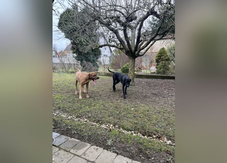 Wurf Cane Corso/Flat & Broholmer