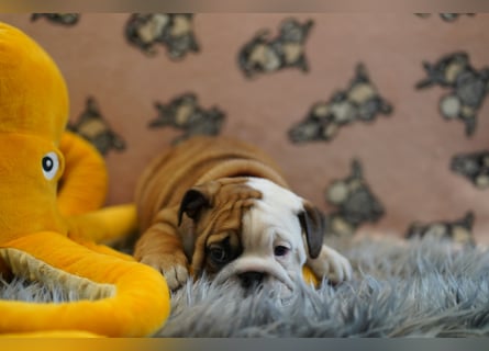 Wunderschöne & Freiatmende Englische Bulldogge Babys