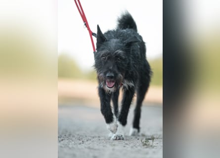 Süsse Phoebe sucht ihr Für-Immer-Zuhause!