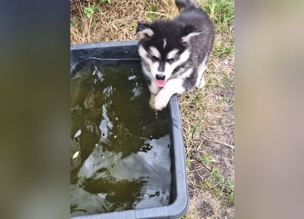 Welpen Alaska Malamute- Husky Mix