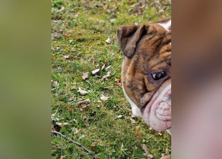 Big Boy Bruno Vom Örmser Bahnhof sucht sein Zuhause
