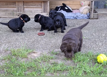 Labrador Welpen mit Ahnentafel