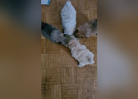 zuckersüße Pomeranianwelpe