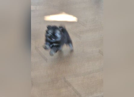 Kleinspitz