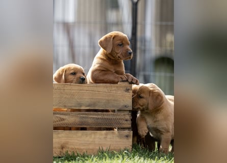 Typvolle Labrador Welpen in Foxred/Dark Foxred aus einer Top Verpaarung