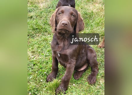 Welpen Labradoodle F1 Braun Könispudel x Labrador