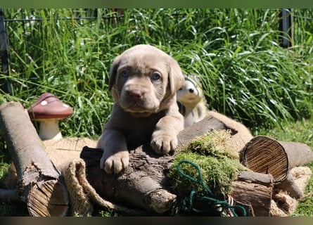 Labrador Welpen mit Ahnenpass