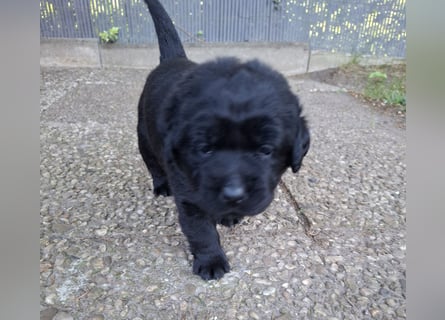 Labrador Welpen mit Ahnentafel